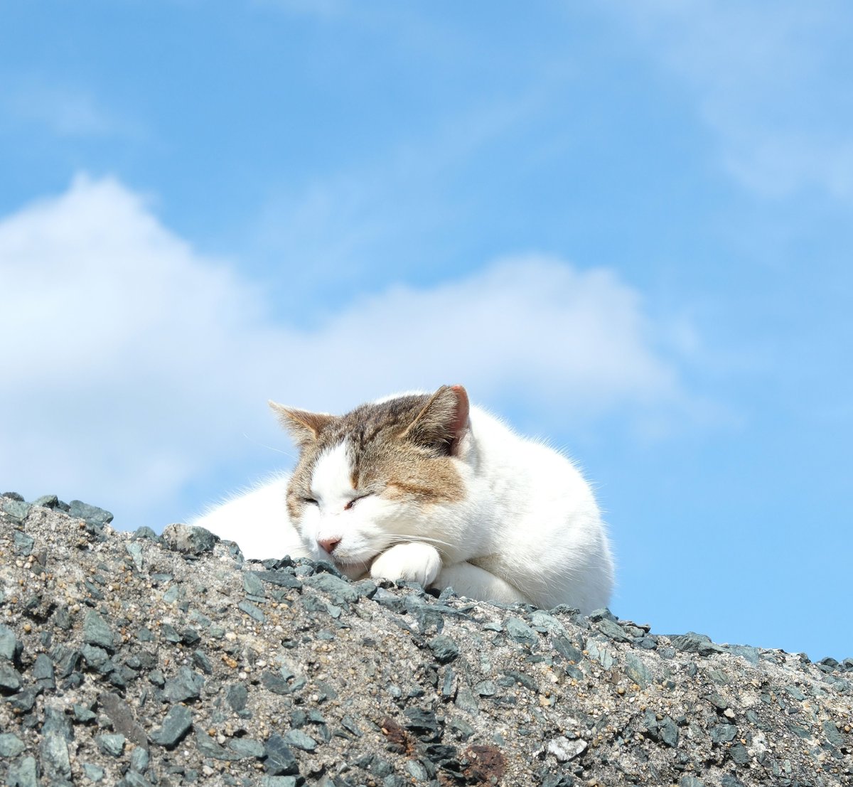 predictabo's tweet photo. 青空の下で

#猫
#ねこ
#猫好きさんとつながりたい
#cat https://t.co/dJ7N2cgtFo