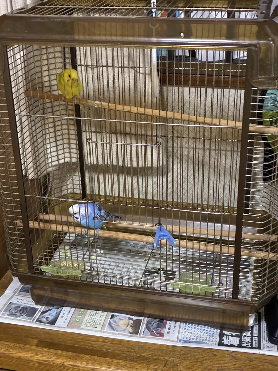 artephp's tweet photo. 夏休みの宿題で小1の孫が作文を書いた…

6月に飼い出したインコ（二匹）について…

『ペットとして初めて飼ってみて毎日インコと触れ合うのが楽しいです』

小1にしては良くできた作文でした（ジジバカ） https://t.co/UimlcPmBxp