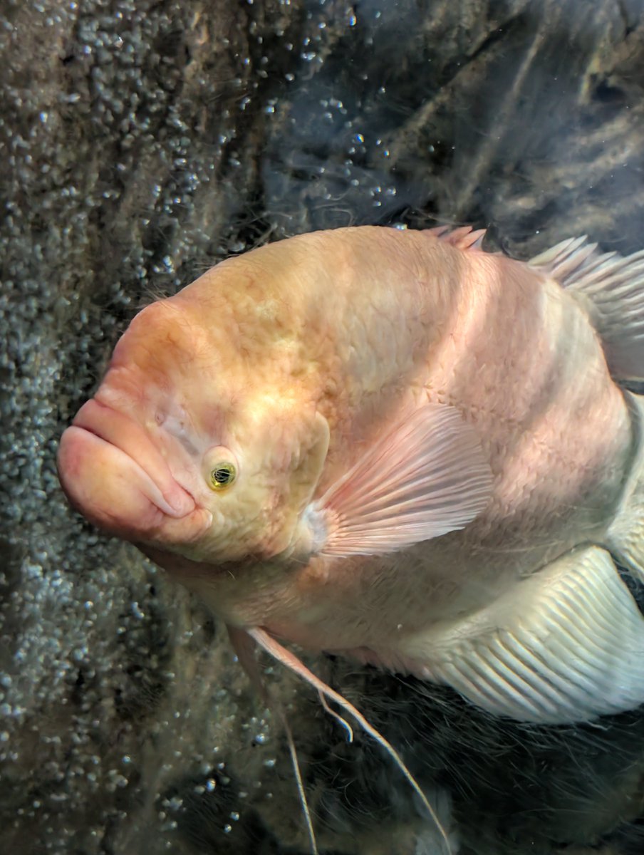 iiiraann's tweet photo. Gurami Gigante Rosado: Poseen un órgano llamado laberinto, que funciona como un pulmón accesorio y les permite respirar oxígeno directamente del aire en la superficie. Gracias a esto, pueden sobrevivir sin problemas en aguas estancadas y con muy poco oxígeno. https://t.co/80diwtJTH8