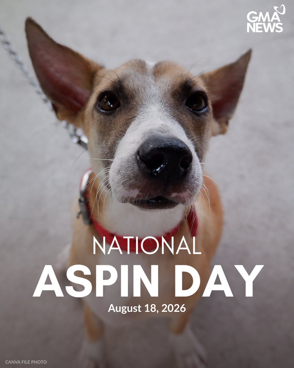 gmanews's tweet photo. ASPIN REVEAL 🐶

#AspinDay ngayon, mga Kapuso! Patingin naman kami ng inyong mga alaga at maaari itong ma-feature sa #YouScoop! 

Bisitahin ang https://t.co/X9rOAFPvPp para sa iba pang balita. https://t.co/wvo45CIJhQ