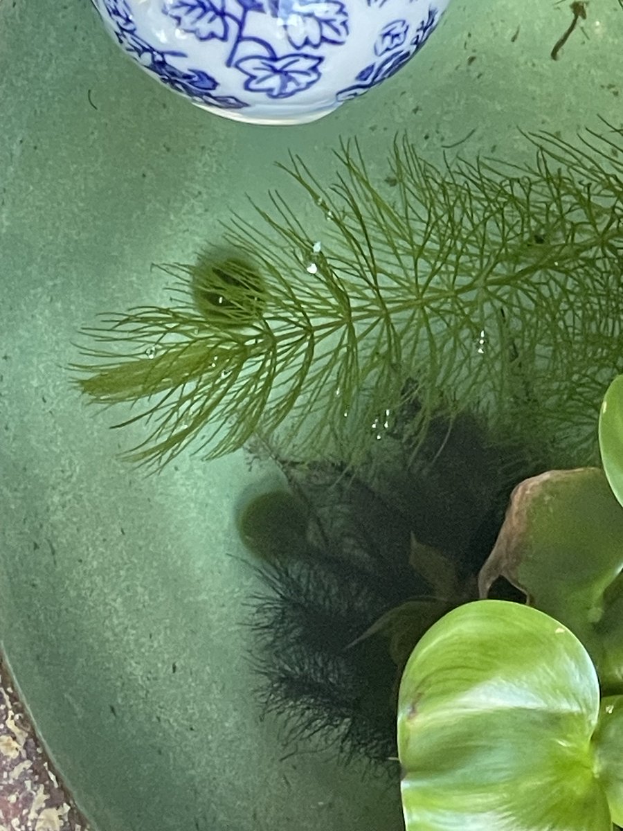 withremrem's tweet photo. 夏休みと言えばメダ��よねー、と水鉢を買い、翌週に水草、翌々週に半額だったマリ��
そして、先週の午前中に友人宅で産まれた幼魚がやってきた、なんだか難しい名前のメダカさん
小学生以来のメダ活、はじめ！！ https://t.co/Gs7iX2kSWZ