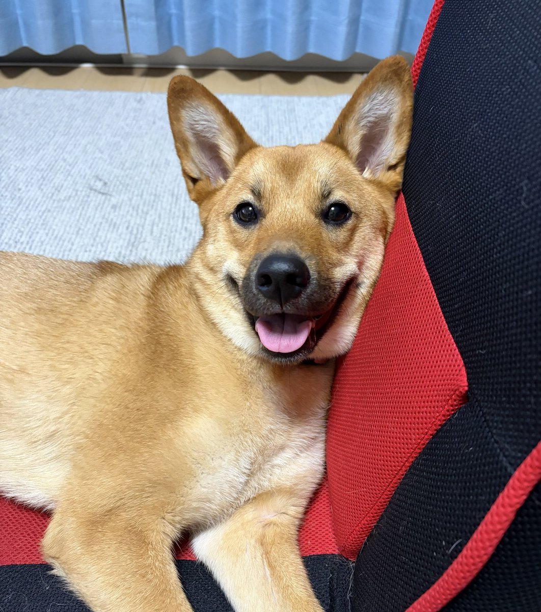 himemai1111's tweet photo. 美容師さんとユメの話をしてて

「何犬ですか？」
『雑種です！写真見ます？』

「お耳でかいなぁ！色んな犬種混ざってそう！！
…ピカチュウ⚡️混ざってない？？笑」

って言われた😂💛

ピカチュウは初めて言われたね🌟笑 https://t.co/KkugSWOY2X