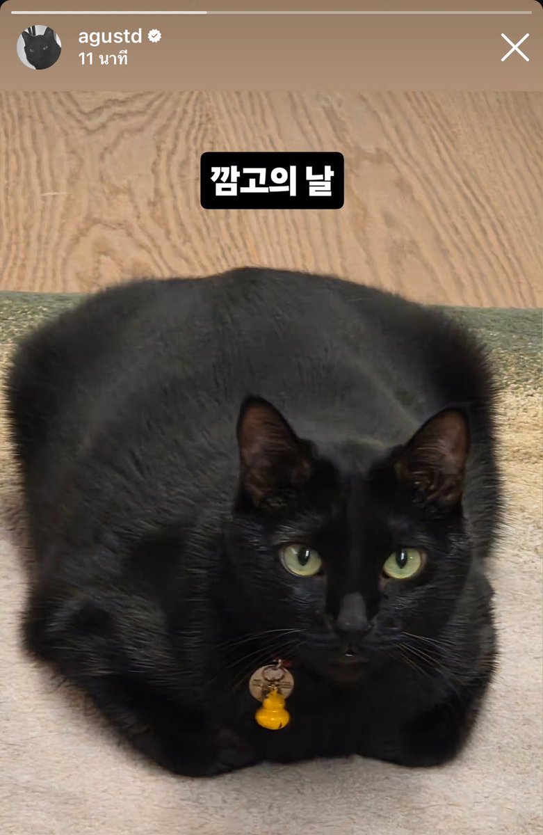 bblackjin's tweet photo. พี่ยุนกิมาลงสตอรี่น้องทัง ใครไม่เคยเห็นแมว 7 กิโลมาดูนี่🤣🤣🤏🏻🤏🏻🤏🏻 https://t.co/FKm42mwb4A