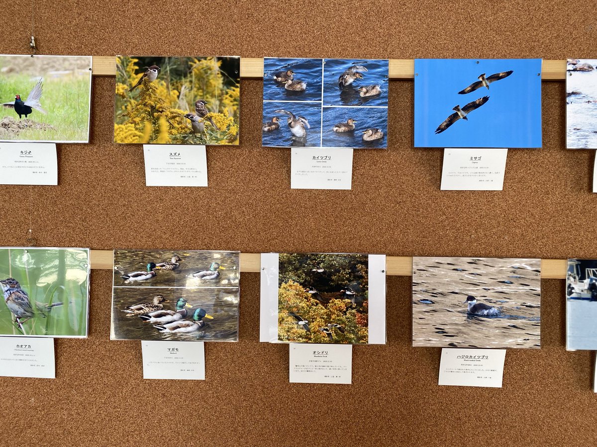 maimai_hall's tweet photo. こんにちは😊

本日より　マイマイギャラリーにて
「第５回　南豆の野鳥　夏休み写真展」が
展示されております。

可愛らしい🥰野鳥の写真を
観に来てください🦆

マイマイカフェ☕️も営業中です
お待ちしています🐈‍⬛ https://t.co/H53Qae8a1M