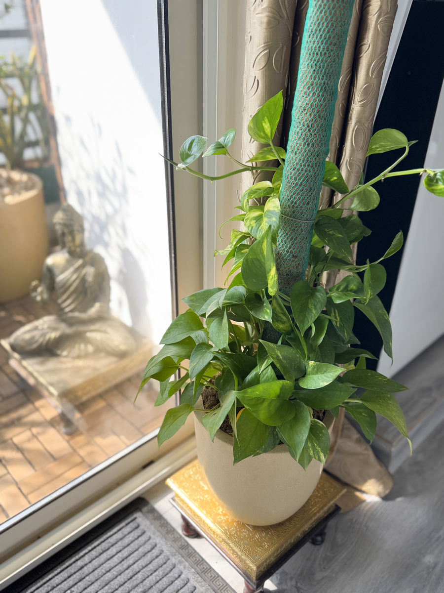 mike100660's tweet photo. How to keep your pothos lush Place it in bright indirect light and water when the top 2 inches of soil dry out—easy, right ， https://t.co/f5zwP5kUWK