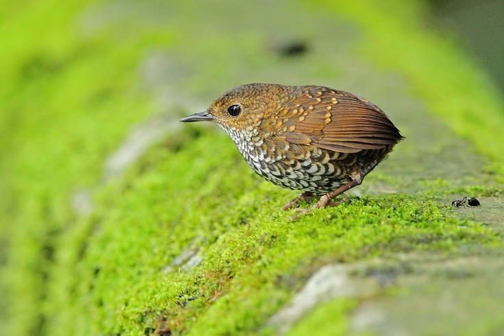 tired_ibis's tweet photo. sometimes i remember there's those tiny ass birds out in the wild, this could fit in my mouth https://t.co/RB0T2aZchv