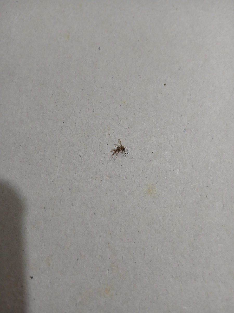 pneumonilda's tweet photo. esse doente ainda me picou tomara que eu pegue chikungunya #atestado https://t.co/SlgqBg1OUV