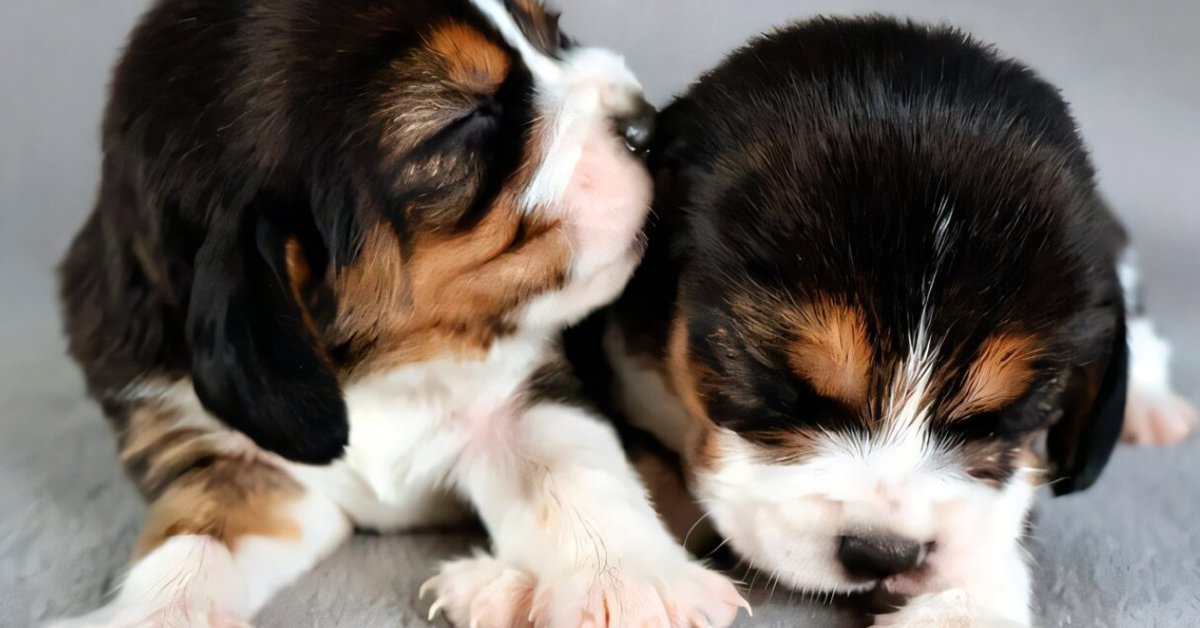 NazologyInfo's tweet photo. 「犬アレルギーの主要原因」を持たないビーグル犬が誕生
https://t.co/QkSXKIkVmO

犬が好きなのに、近づくだけでくしゃみや目の痒みが止まらない。そんな犬アレルギーに新たな光がさしました。米企業は遺伝子編集技術により、主要アレルゲンCan f 1を作らない2頭のビーグルを誕生させました。 https://t.co/0cSm75tdH3
