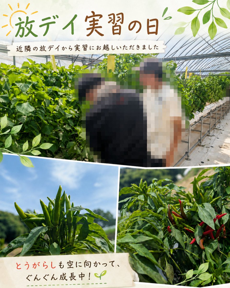 aiot_flower's tweet photo. 今日は、近隣の放課後等デイサービスから実習にお越しいただきました🌱

農作業を通して、実際の作業や雰囲気を体験していただいています。

畑では、とうがらしも空に向かってぐんぐん成長中🌶️☀️
赤く色づいた実も増えてきました！
#メープル関西 #就労継続支援B型 #農福連携 #農業 #実習 #とうがらし https://t.co/WNDGxV6hFM