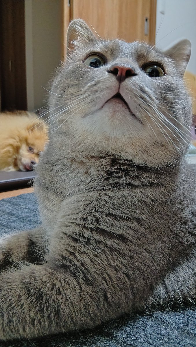 PomCatMaster's tweet photo. おくちかわいい🐱🦊
#ねこ https://t.co/0jPrLE6ZbW