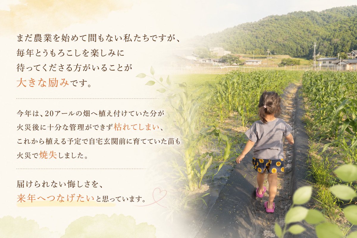 okami_farm's tweet photo. 【70aから始まった農業】
初めて自分たちで育てたとうもろこしを畑で食べた時、あまりのおいしさに思わず「うま！」と叫んだ日のことは忘れもしません。
そしてこの感動を多くの方に届けたいと思ったあの日の気持ちは今も変わらず持ち続けています。

まだ農業を始めて間もない私たちですが、毎年とうもろこしを楽しみに待ってくださる方がいることが大きな励みです。

今年は、20アールの畑へ植え付けていた分が火災後に十分な管理ができず枯れてしまい、これから植える予定で自宅玄関前に育てていた苗も火災で焼失しました。

届けられない悔しさを、来年へつなげたいと思っています。

#農業の原点 #火災からの再建 #米農家 #農地を守る #オオカミファーム　#拡散希望ＲＴお願い致します