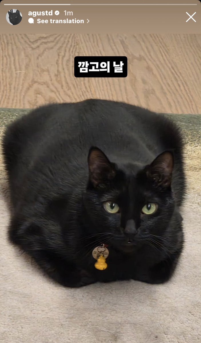 sugxmoon's tweet photo. 🐱: He is not a fat cat though. He just bulked up, because he has a big stature

and remember tang is not a fat cat!!! https://t.co/XDDbSJLADO