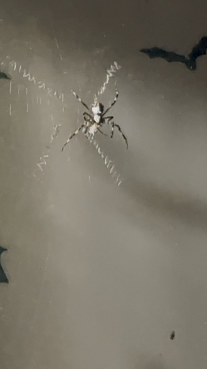 QueenDarkshine2's tweet photo. Say hello to my little friends lol

#spiders #scary #beautifulcreatures https://t.co/9LGFf9lzeT