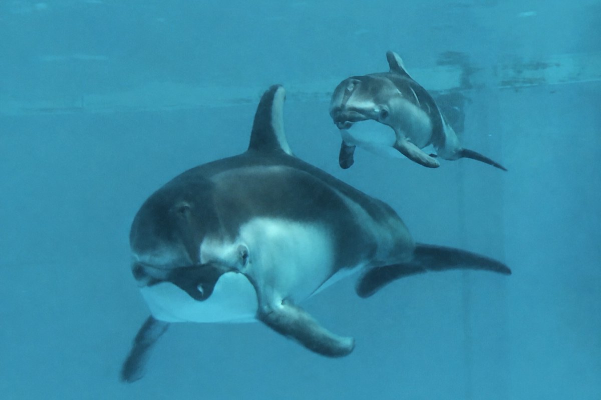 _seaparadise_'s tweet photo. 2026/7/30

#カマイルカ のルルに赤ちゃんが誕生しました💖🐬

親子の様子はライブスタジアムの観覧スペースからご覧いただけます🌟
赤ちゃんが元気いっぱい育つように、あたたかく見守ってくださいね🌱🍼

#ルル仔
#横浜・八景島シーパラダイス #八景島 #シーパラ #アクアミュージアム #イルカ https://t.co/zldhCMIqtm