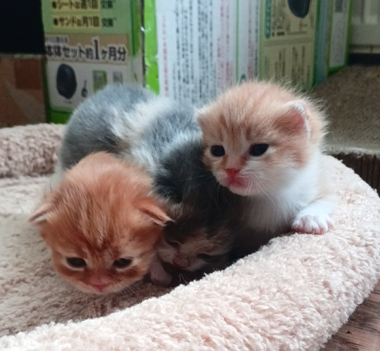 cathousetantan's tweet photo. 今日の保育園
赤ちゃん活発に動き回るようになったので、お産箱から出しました
#マンチカン #子猫 #猫好きさんと繋がりたい #ご家族様募集中 https://t.co/YR7at2uIC6