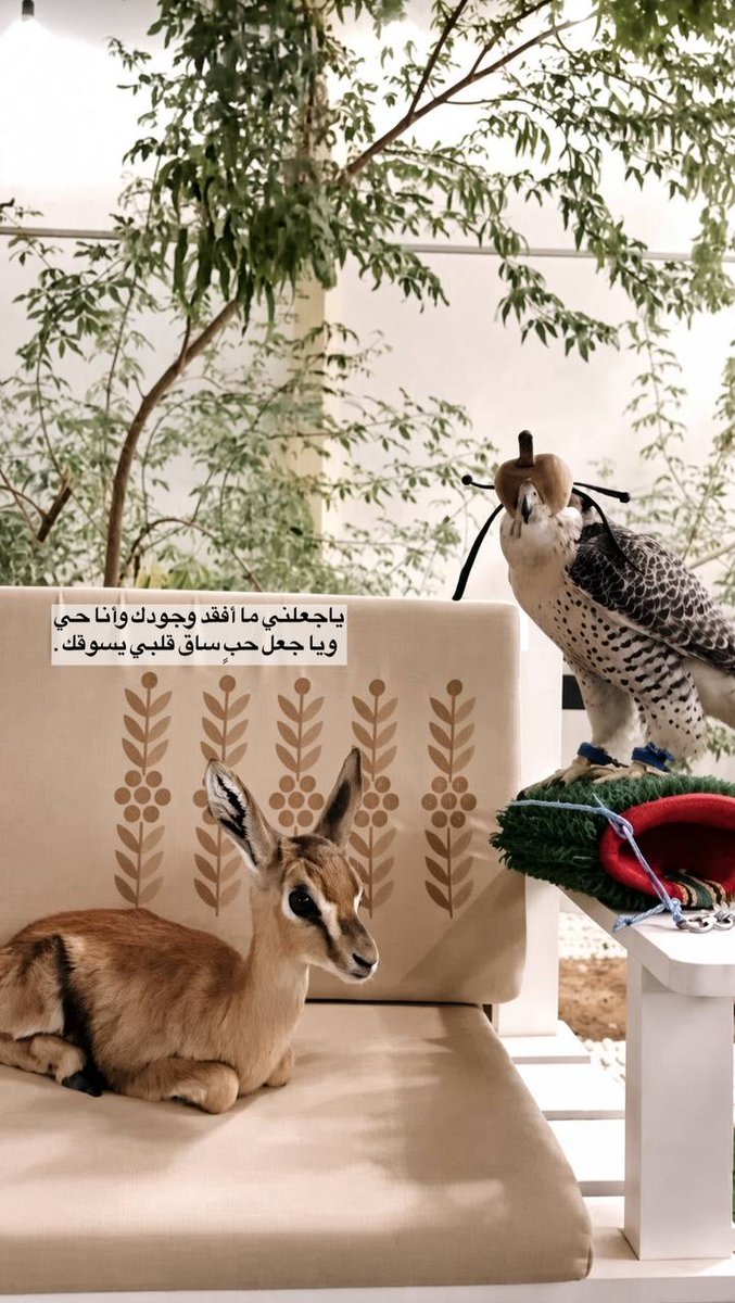 M3kkaz's tweet photo. شعر حب :

ياجعلني ما أفقد وجودك وأنا حي
ويا جعل حبٍ ساق قلبي يسوقك . https://t.co/w4mGNfPEHn