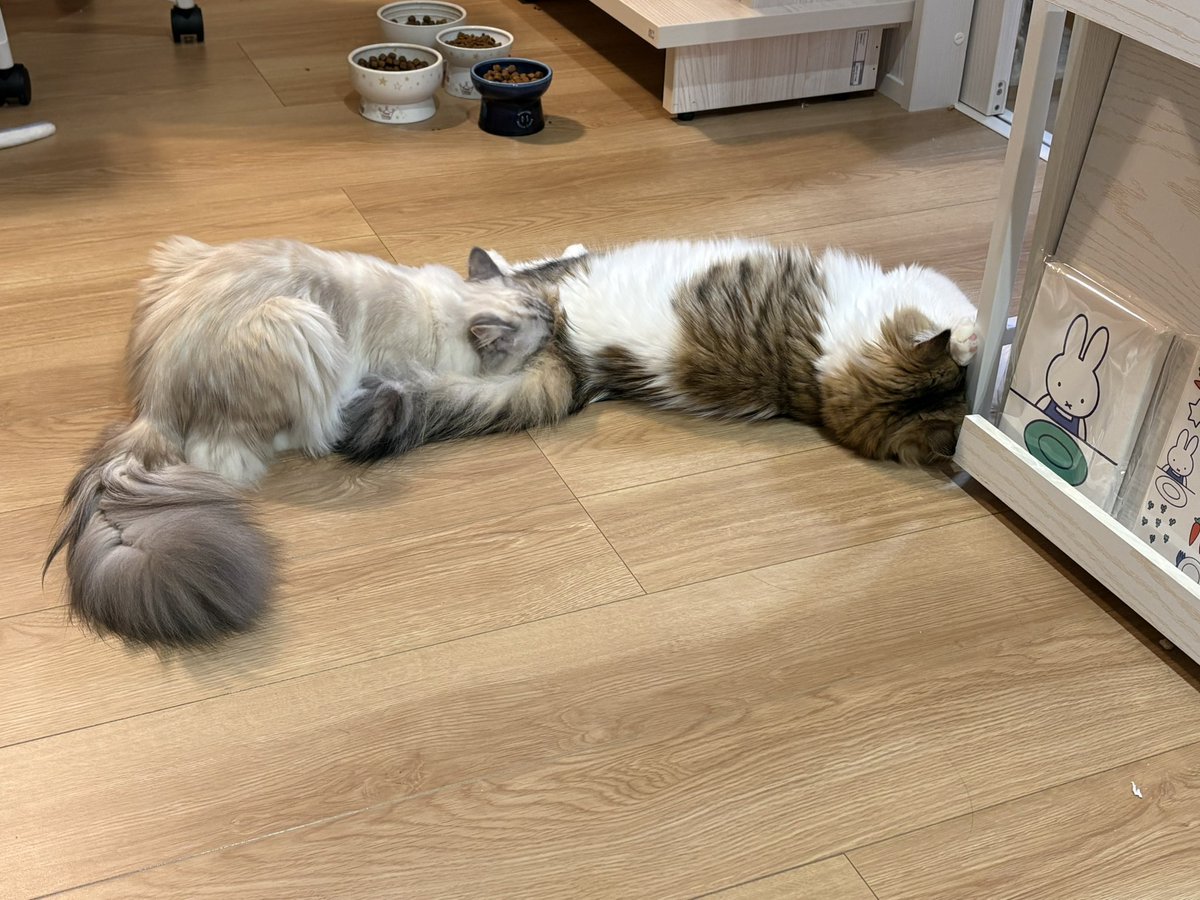 nitta_345's tweet photo. これは連結した猫 https://t.co/cnmpsCnkvP