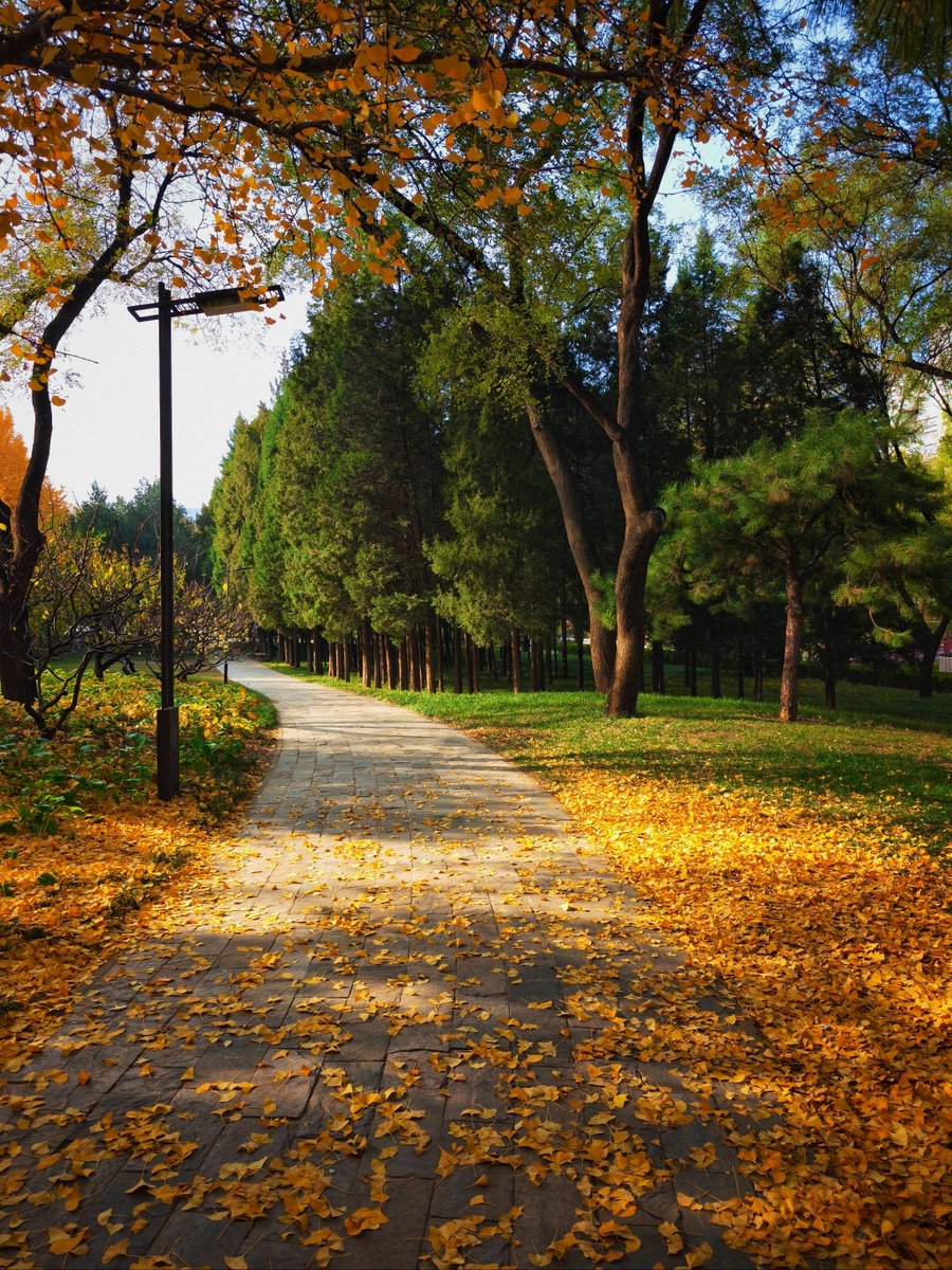 merkiser's tweet photo. [Sunny autumn afternoon, the park is covered with golden maple leaves  Perfect for a walk with a warm latte!] https://t.co/qbTJnabLI5