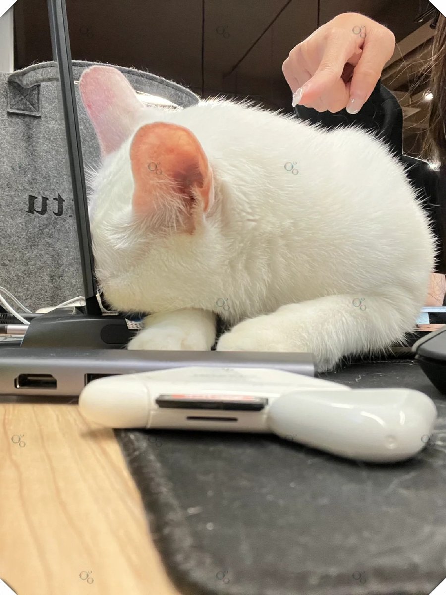XxmsbalxX's tweet photo. My teammate accidentally presented the cat’s food label as our new product proposal in the team meeting , and the whole office went quiet for 2 seconds before bursting into laughter—reminder that work’s way funnier when we don’t take everything too seriously! https://t.co/mfAIUDxfKH
