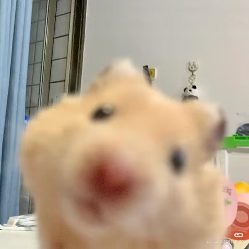 TweetsOfHamster's tweet photo. https://t.co/F1XwkPYT8e