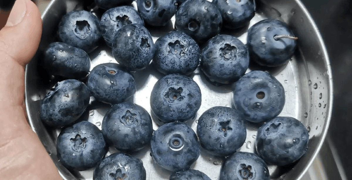 Nathandaylfc00's tweet photo. Just tried this premium wild blueberry powder—sweet-tart, nutrient-packed, perfect for smoothies! A game-changer for morning fuel. https://t.co/Si8vXOSQ2E