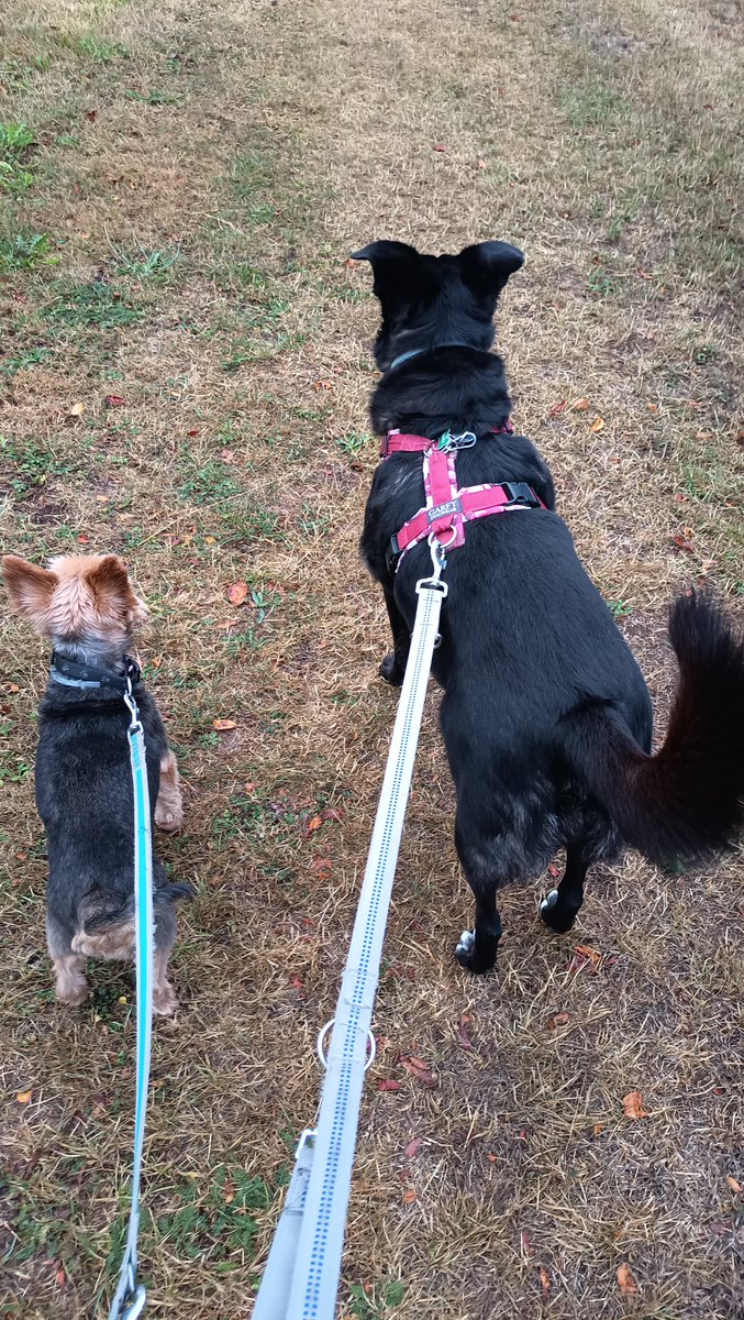 DanyBaumarkt's tweet photo. Morgens halb sieben in Deutschland
#BettyundBenny #Gassigehen #Hunde https://t.co/zvor1KLkLh