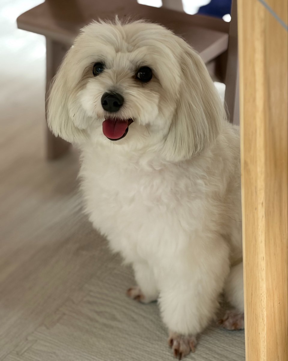 Doggo_MalPapi's tweet photo. 暑くても元気です🐶 https://t.co/Y5OdP7z5yR
