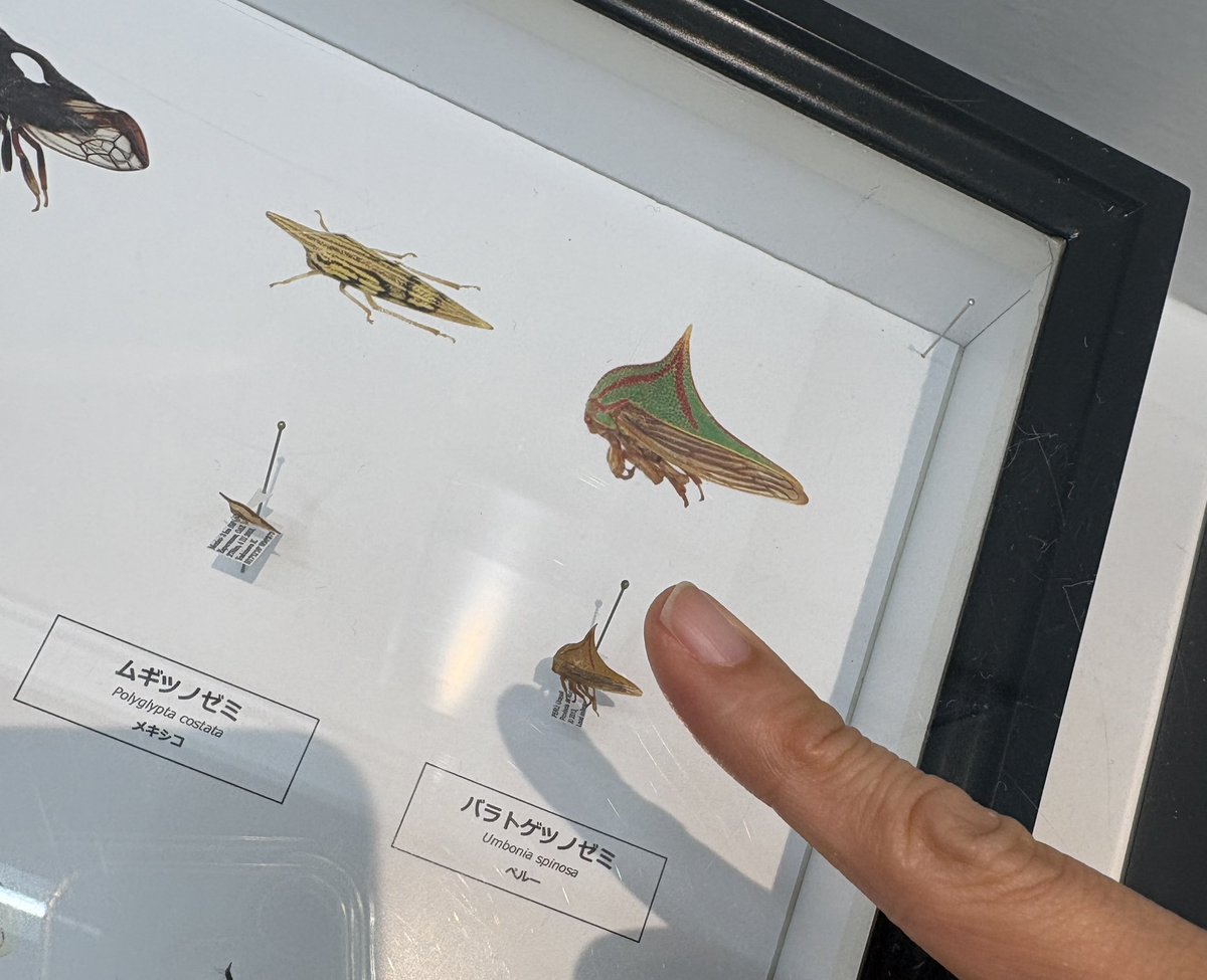 AwauLab's tweet photo. このツノゼミの展示が最高だった。
いつか小指の先に乗せたい
#ふくおか大昆虫展 https://t.co/iFE9zGPiVI
