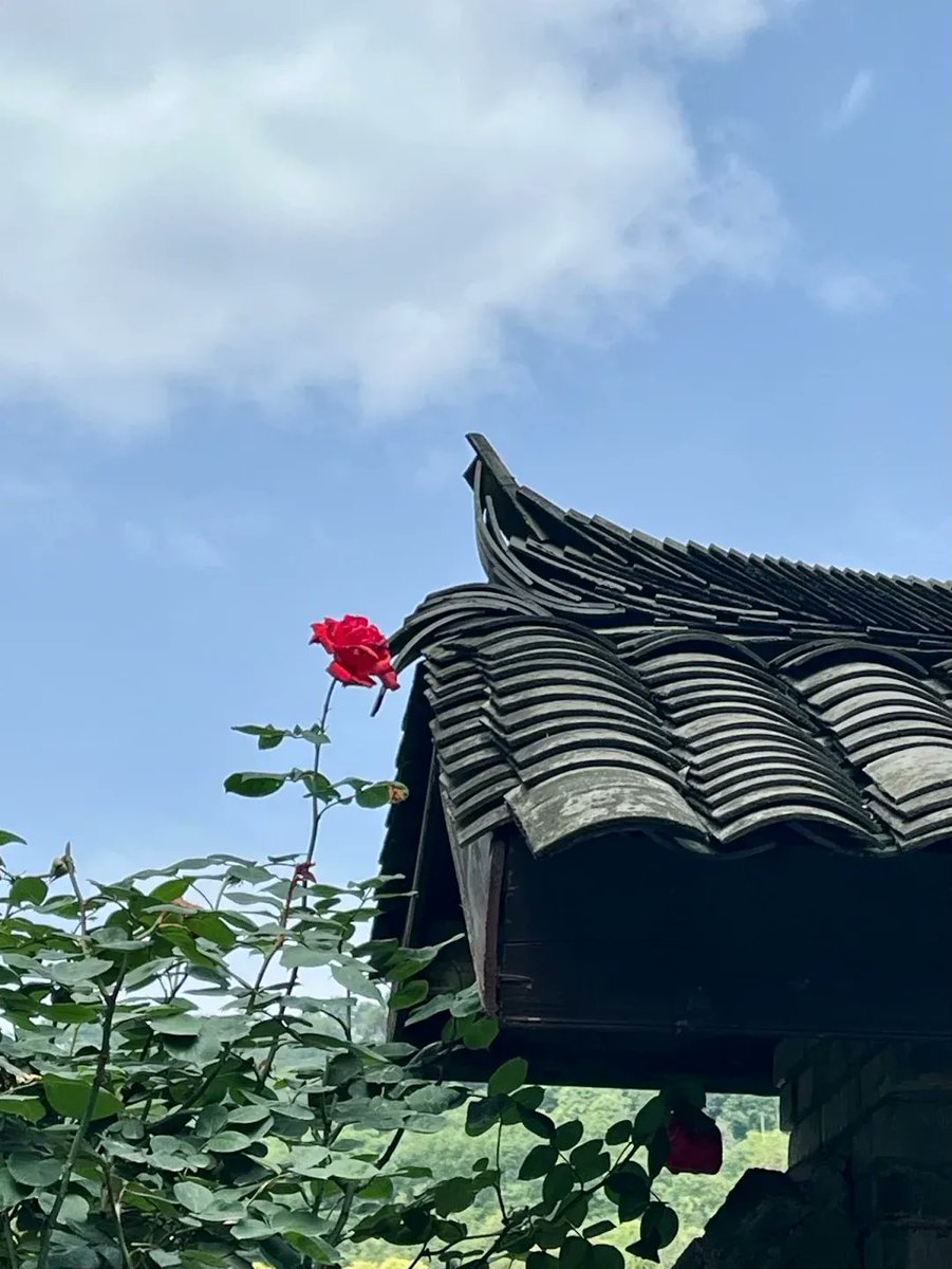 IthPiyada's tweet photo. Step into a pop-up yarn art garden—soft textures, vibrant knots, and tiny fiber sculptures that wrap everyday spaces in warm color! Swing by the downtown alley this weekend for free, hands-on weaving demos. https://t.co/YD2pO2eZpx