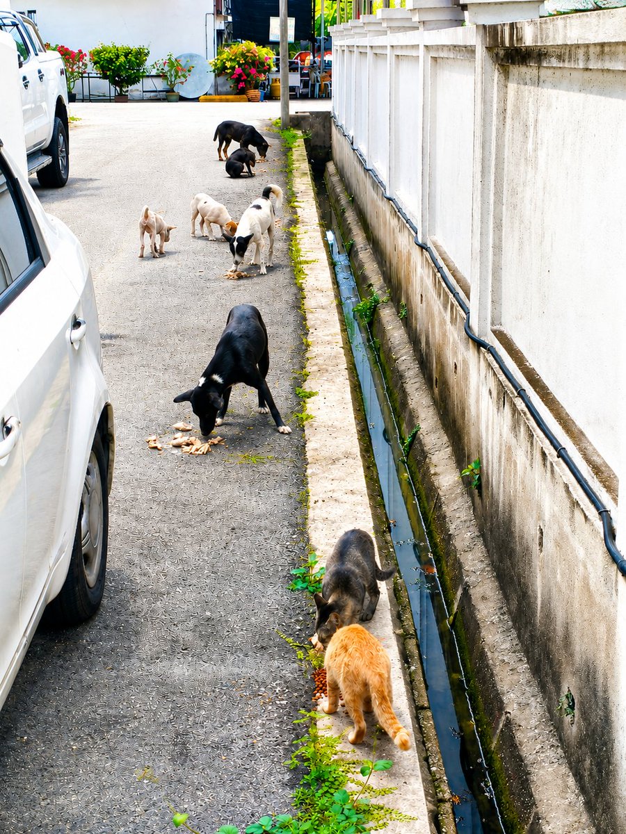 kyril_graguks's tweet photo. Kadang saya malas nak kongsikan kisah 🐕‍🦺🐈 di medsos terutama di fb.Terlalu rasis dgn kata2 hinaan yg keras sedangkan saya berkongsi kesedaran& perikemanusian buat anak2 jalanan.Bulan Merdeka pulak tu.Takpalah.🐕‍🦺🐈 yg anda lihat adalah bekas belaan manusia hebat.X mandulkan.Bila beranak pinak,buang&abaikan.Kebuluran 🐈🐕‍🦺 ini  x siapa pedulikan.Pergi ke kedai2 makan,dihalau.Akhirnya saya terpaksa bantu anak2 ini wlaupun semakin terbeban namun semuanya atas nama perikemanusian.
Nak tangkap pi mandulkan agak sukar sebab terlampau banyak&mereka amat takut dgn manusia termasuk saya walaupun setiap hari saya bagi makan&ubatan. 
Stay safe boys n girls.Sedaya mampu.