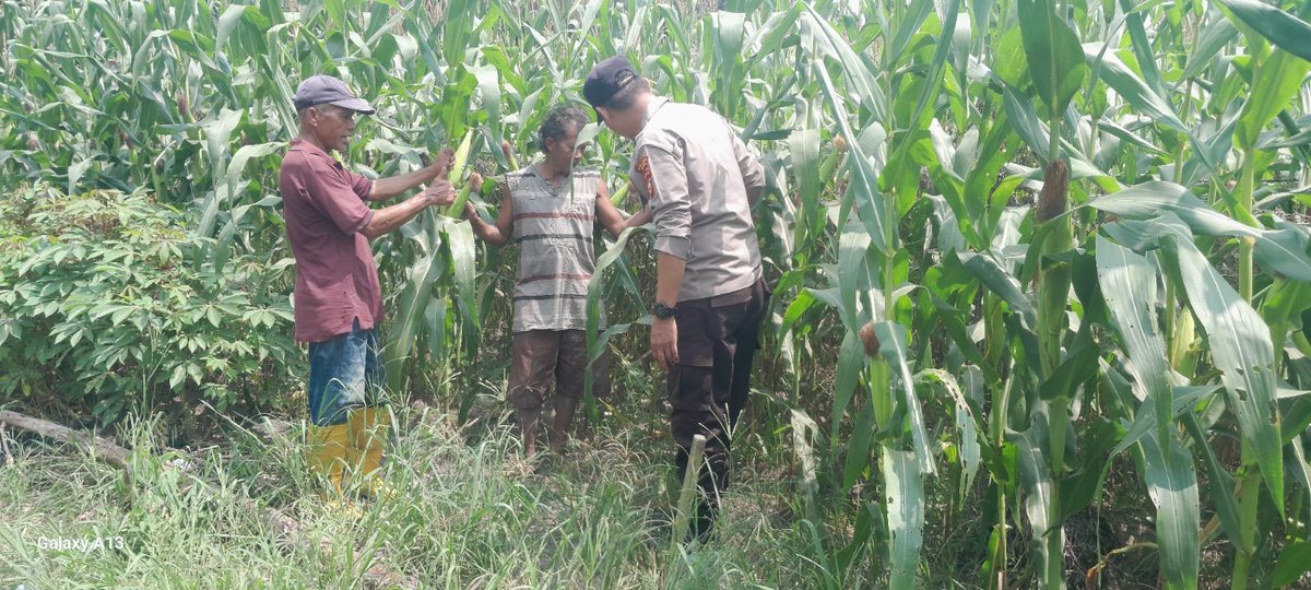 standbay21's tweet photo. Polri melalui bhabinkamtibmas kampung lubuk dalam Polsek lubuk dalam polres Siak Polda Riau melaksanakan pengecekan pertumbuhan jagung pipil yang dikelola oleh kelompok tani lubuk dalam.
 #ketahananpangan #swasembadapangan #bidhumaspoldariau https://t.co/4chqlioeho