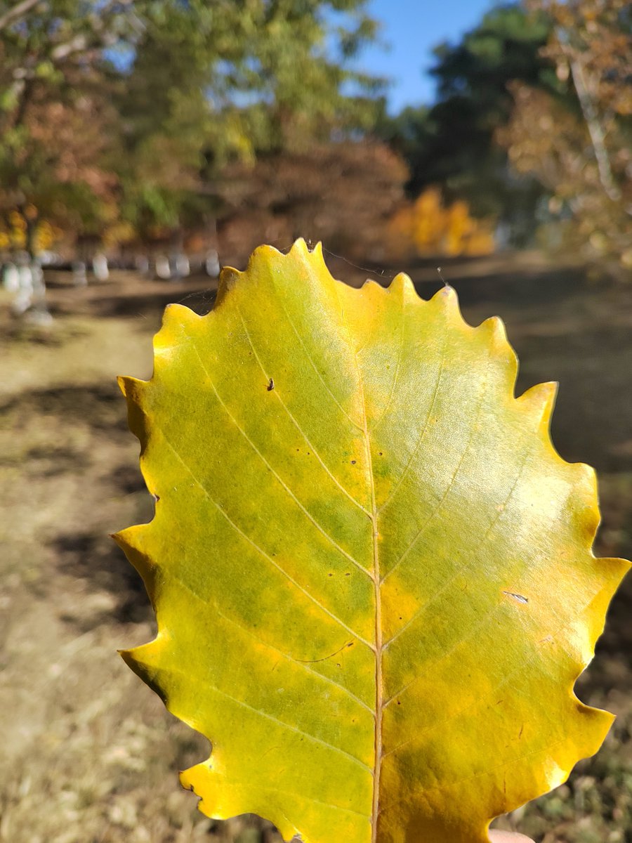 Danielb66446884's tweet photo. [Sweater weather hits! Crisp autumn air + golden leaves = perfect weekend vibes ]， https://t.co/EL3gNg8Ej4