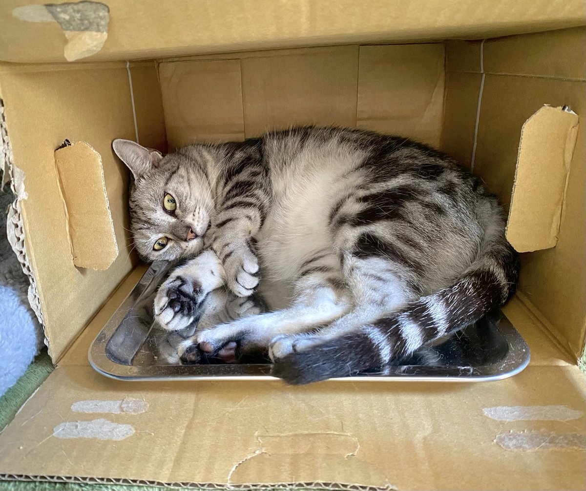 nilyum0123's tweet photo. ちょっと窮屈にゃん、と文句を言っていました
#猫のいる暮らし #ねこのいる生活 #Lifewithacat #Americanshorthair #アメショ #アメリカンショートヘア https://t.co/bYCeBAiqZE