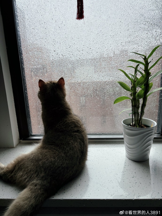 khack_vanmena's tweet photo. Raining small but clear drops in the downtown alley, a lone cat crouched under the awning, its eyes fixed on the passing bike — quiet little surprise I caught today.， https://t.co/yP3ZRuESDy