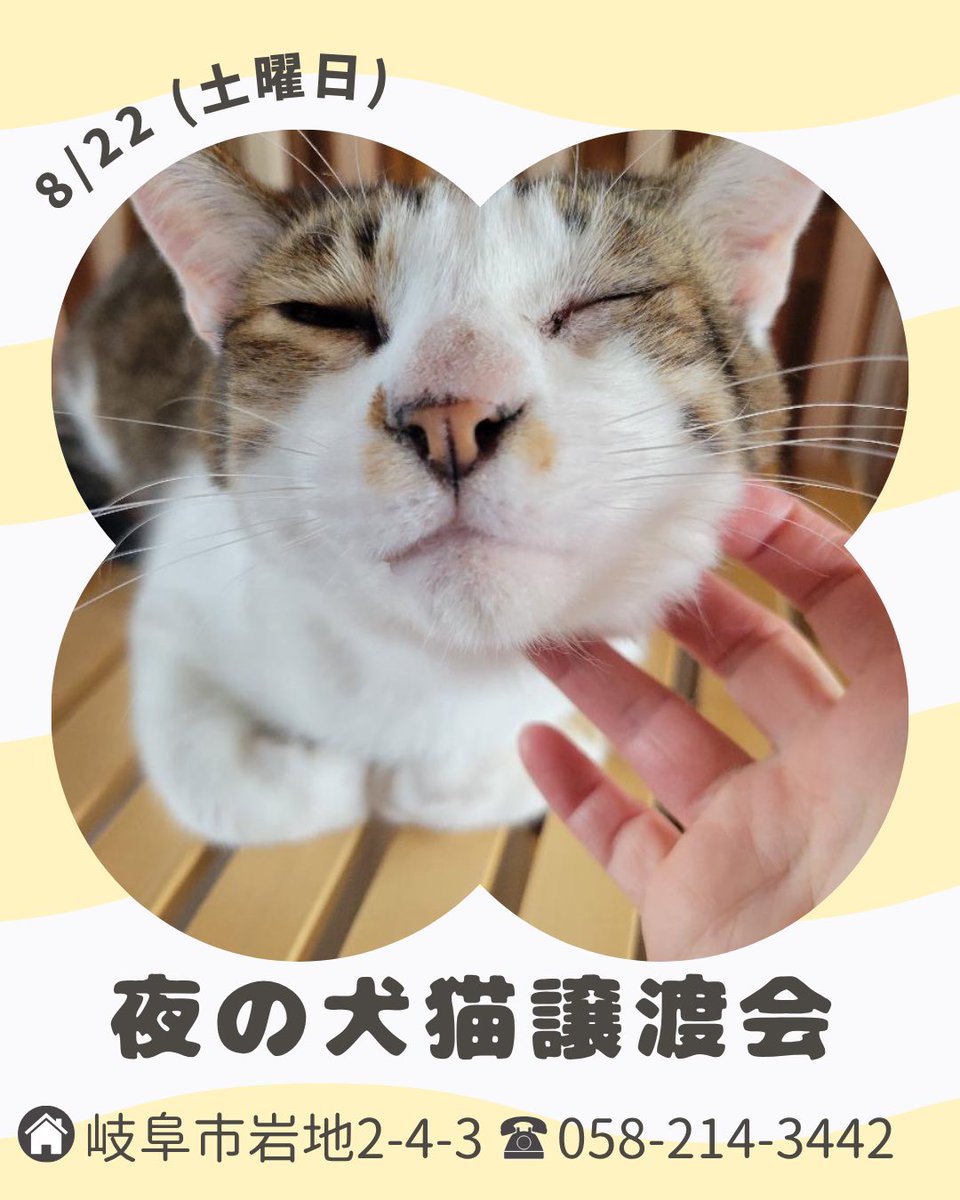 schanze111's tweet photo. 【お問い合わせ先】
🐱住所：岐阜市岩地二丁目20－20
🐱電話番号：0582010846 

#岐阜 #保護猫 #b型事業所 #猫 #猫のいる暮らし https://t.co/E3qWn3nDuI