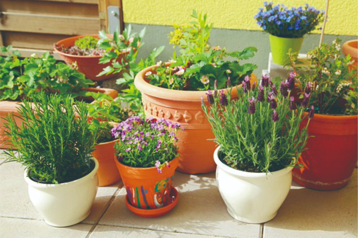 braun_florian's tweet photo. Turn an old mason jar into a cute herb planter with some twine and soil! Zero waste, big joy. https://t.co/UWwBkgNPQI