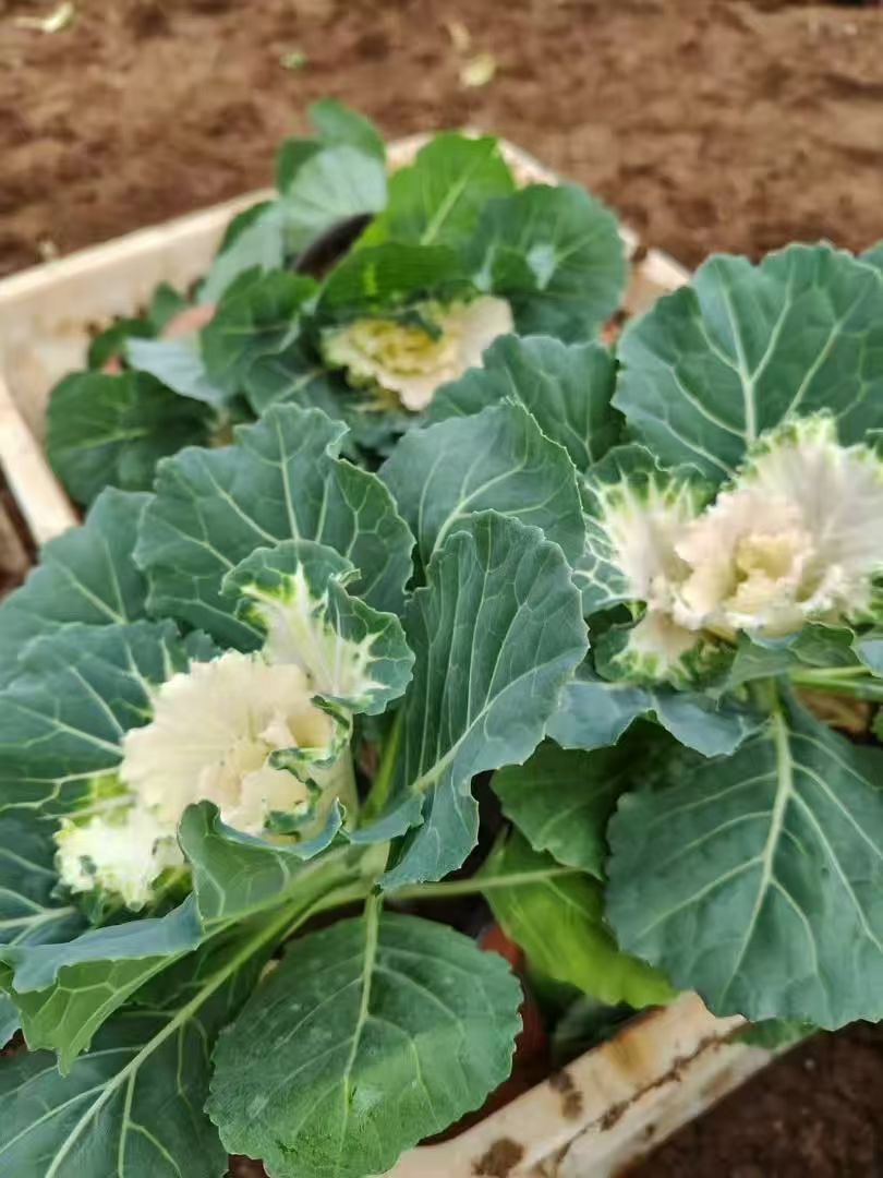 ski67374582's tweet photo. Stock up on fresh, local cherry tomatoes, leafy kale and free-range eggs this weekend—perfect for quick weeknight meals! https://t.co/KA4i3fE4fD