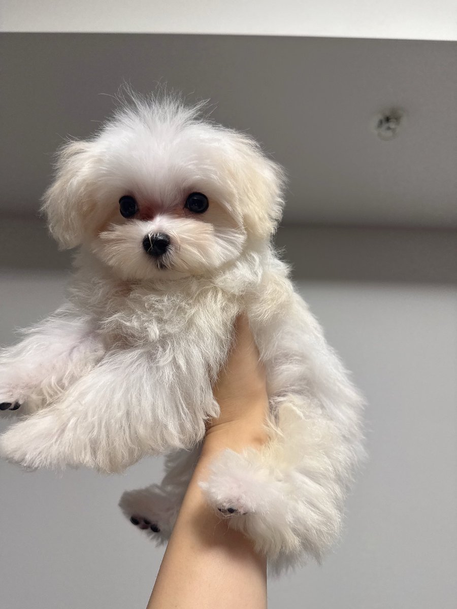 tapichan_0427's tweet photo. ぐああぁぁぁあ
ふわっふわきゃわいすぎる🤦‍♂️🤦‍♂️ https://t.co/vHLJb2eMiD