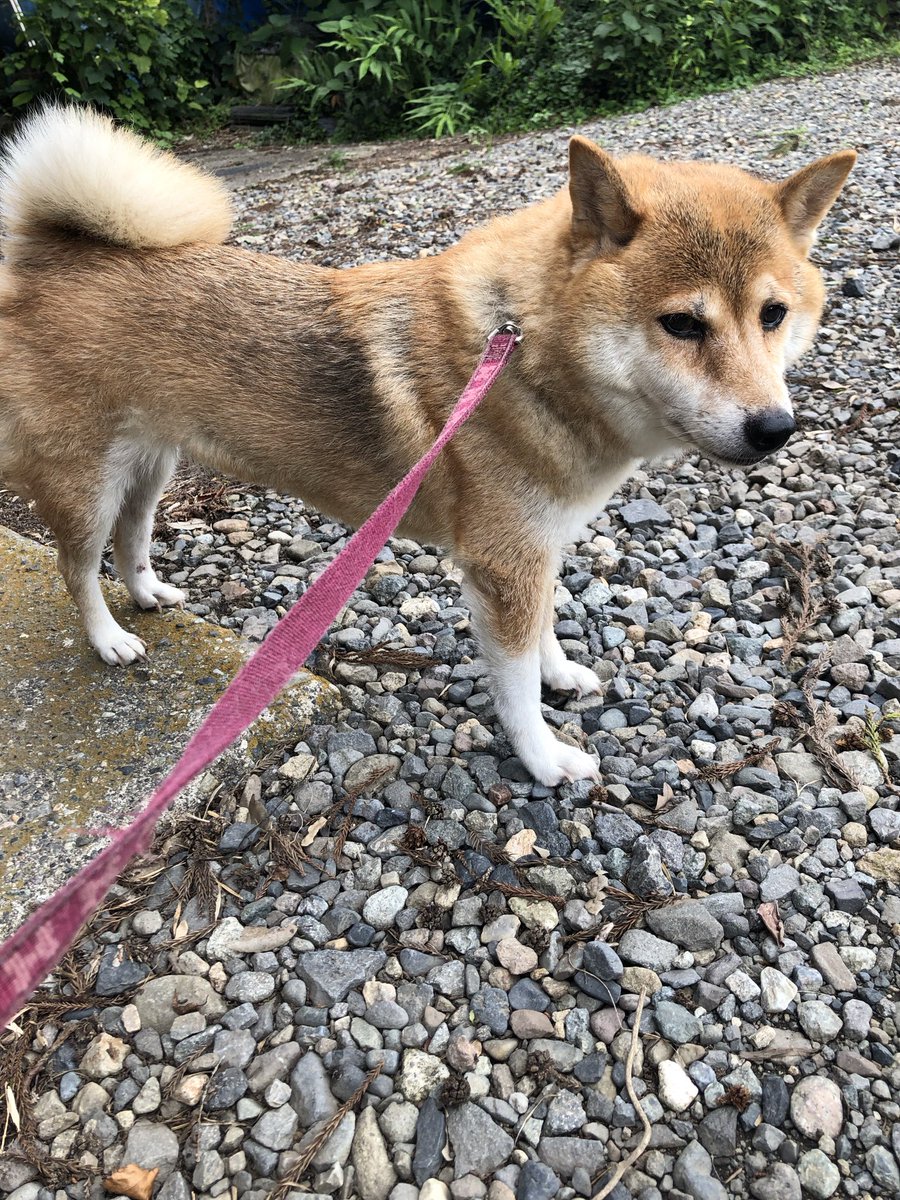 2525bouquet's tweet photo. 久々にシャンプーして綺麗になりました🐕

明日は仕事、嫌〜〜〜😰

#柴犬 https://t.co/GhgAbLfYsq