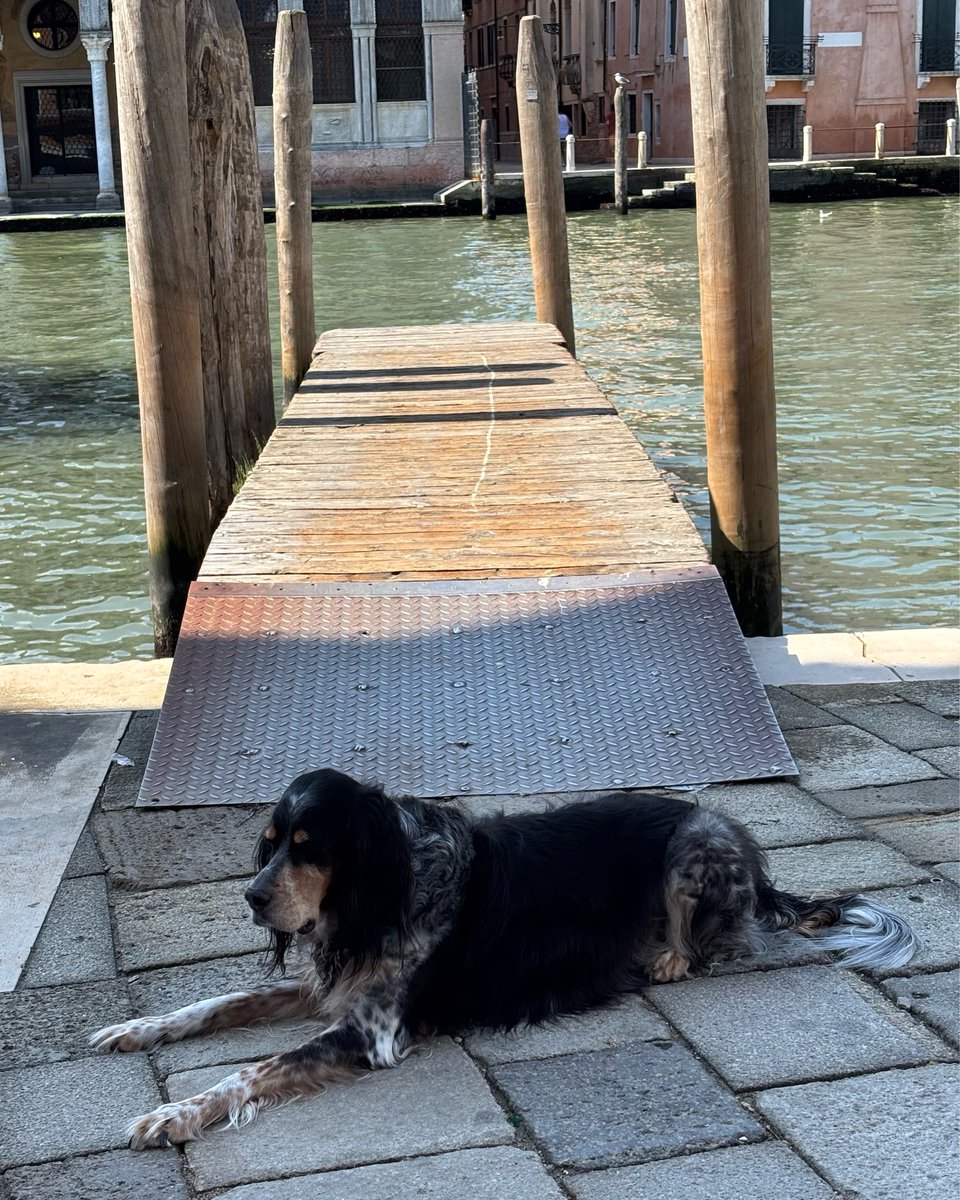 IntrecciVE's tweet photo. A guardia della passerella #venezia #venice #veneziagram #igersvenezia #veneziadavivere #venise #tourguide #travel #travelgram #guidetouristique https://t.co/2eEbKlpw3s