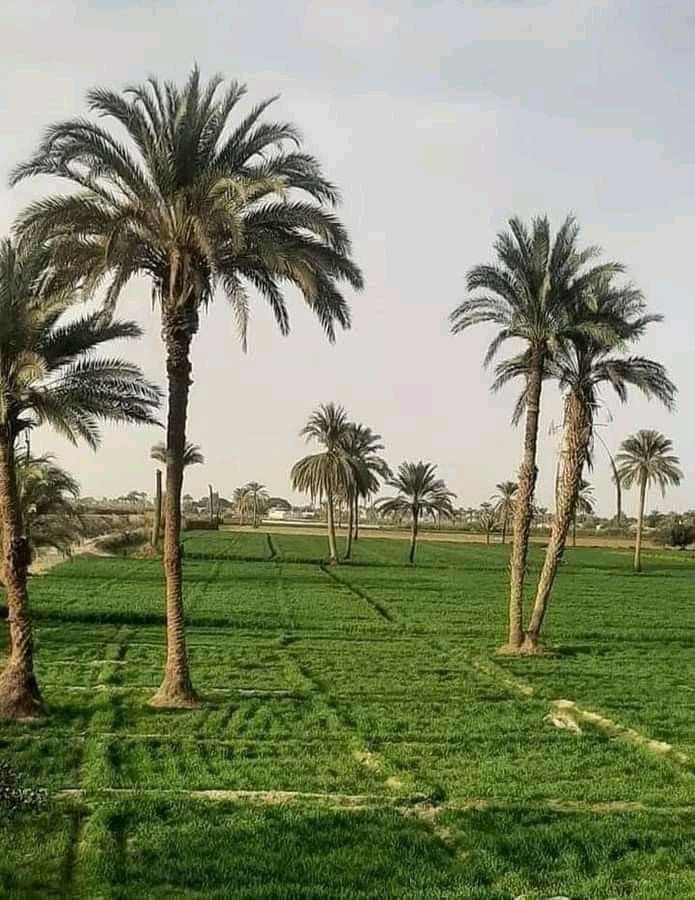 almonajjid's tweet photo. إذا كان الرجاء بالله وحسن الظن به صحيحًا، فلا بد أن يكون هناك عمل صالح، وإلا كانت أماني كاذبة، فالرجاء الصادق بالله معه توبة نصوح من ذنب، وعمل وعبادة صالحة.
فصاحب المزرعة يحرث ويبذر ويسقي، ويحسن الظن بالله ويتوكل عليه، ويرجو نماء زرعة وصلاح ثمرته، وإلا كان كاذبًا فاشلًا لو لم يعمل شيئًا، أو عمل ما يفسد المزرعة ثم زعم الرجاء والتوكل وحسن الظن.