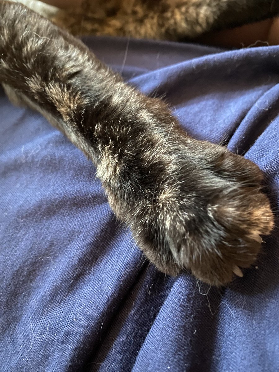 taichanmin's tweet photo. 今日のたいちゃんฅ•ω•ฅ
かわいいけど、爪立ててるからやっぱり痛い

#猫のいる暮らし
#猫好きさんと繋がりたい
#サビ猫はいいぞ
#顔黒組合 https://t.co/rn9cz5KM09