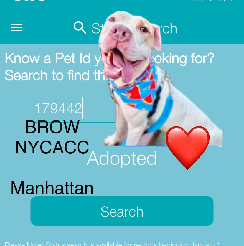 magalys_rios's tweet photo. #BROW 🐶❤️🥎 #179442
From
NYCACC Manhattan
has been ADOPTED ‼️ https://t.co/N2gLAhLIgp