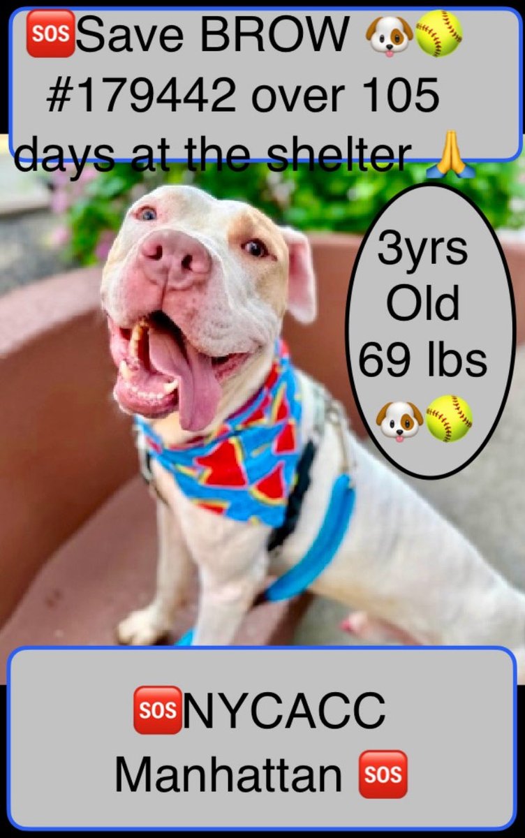 magalys_rios's tweet photo. #BROW 🐶❤️🥎 #179442
From
NYCACC Manhattan
has been ADOPTED ‼️ https://t.co/N2gLAhLIgp