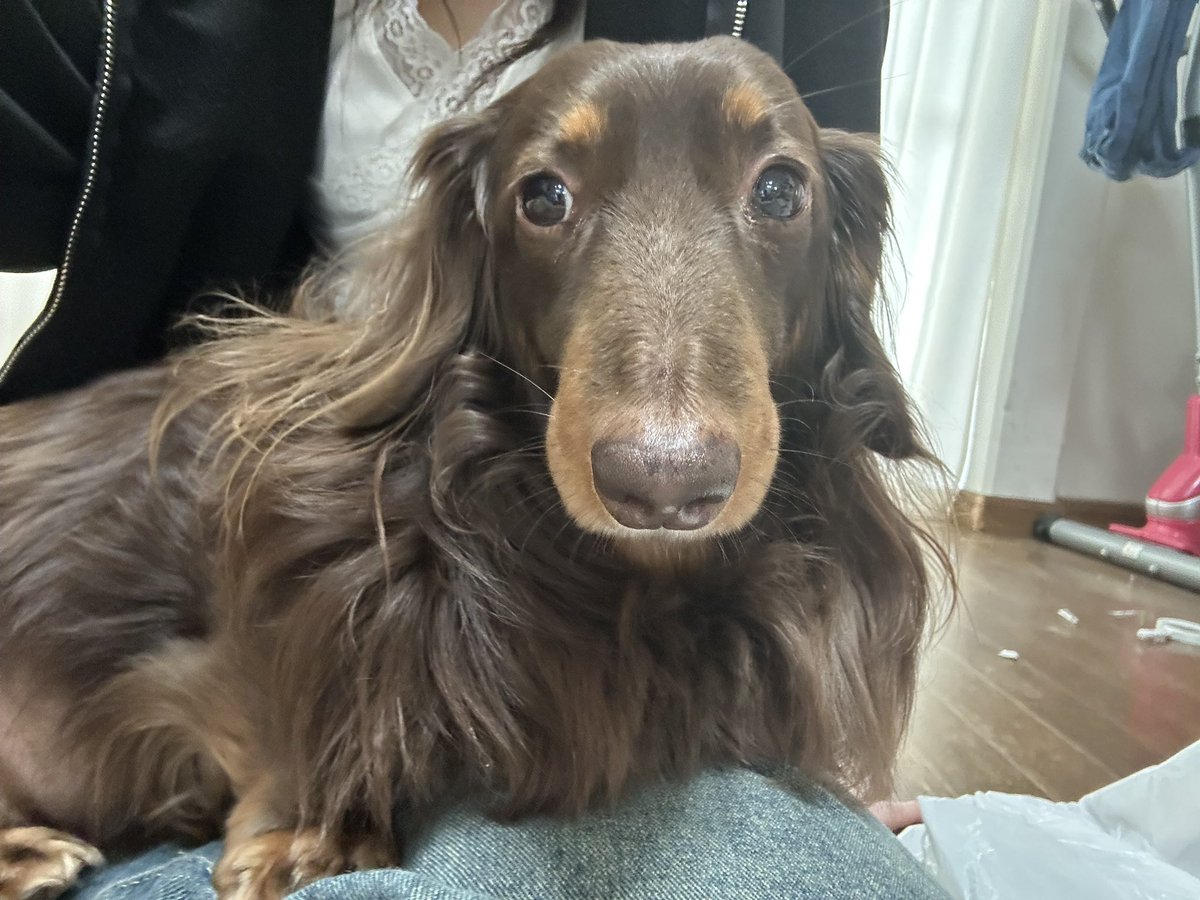 zYuzupon_'s tweet photo. #迷い犬 #迷子犬  #ミニチュアダックスフンド  #ダックスフンド #茨城  #牛久市  #ラーメンショップ牛久結束店
 #拡散
8月16日の朝7時にミニチュアダックスフンドがいなくなってしまいました！
首輪着いておらず大きさは40cm位で怖がりな性格です。
心当たりある方居ましたらご連絡ください🙇‍♂️ https://t.co/gGA1SU3B4z