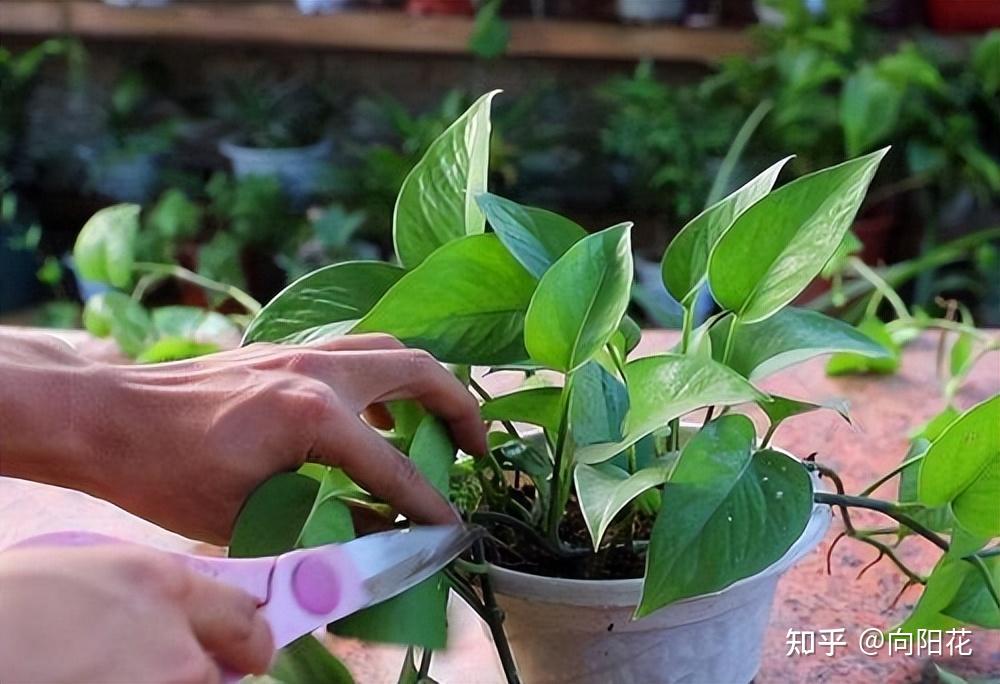 Thelastclow's tweet photo. How to keep your pothos lush and leafy Place it in bright indirect light, water when the top 2 inches of soil are dry, and wipe leaves regularly to avoid dust buildup! ， https://t.co/r0Eq23C71i