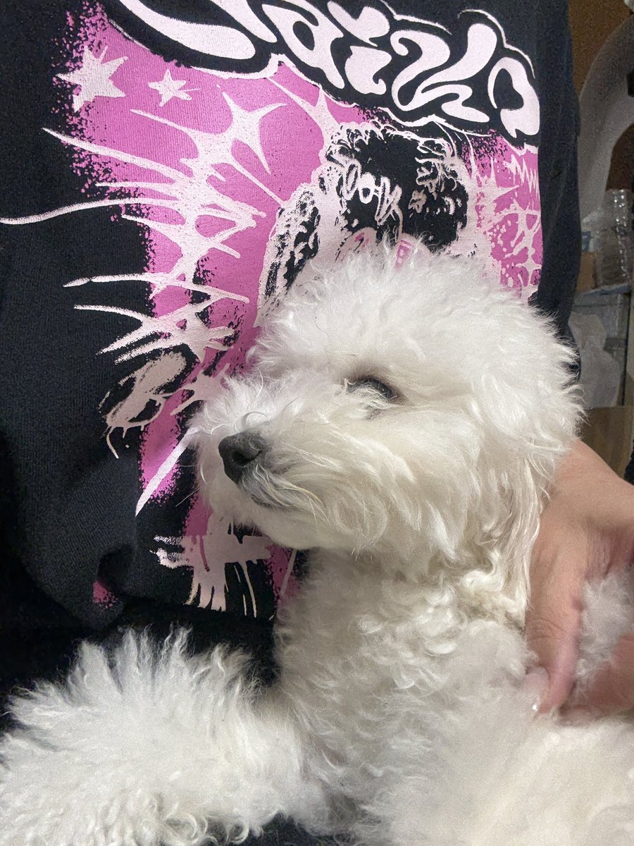 aelay_cd's tweet photo. 2部始まる前に犬愛でに帰ってきた🙂‍↕️🩷 https://t.co/BpGOhA15Bd