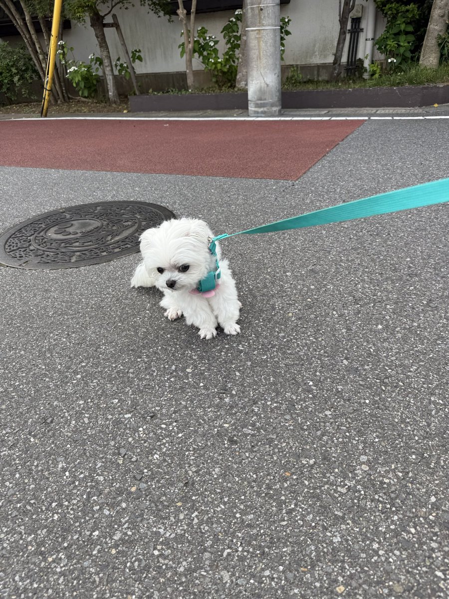 arlo0520's tweet photo. うちのｲｯﾇ我が強過ぎて揉める https://t.co/cooSaInyW7