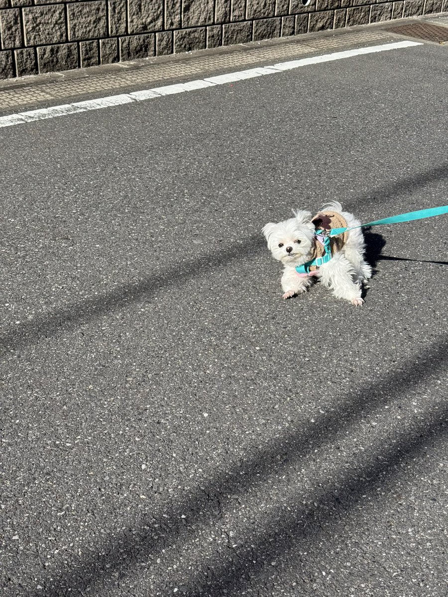 arlo0520's tweet photo. うちのｲｯﾇ我が強過ぎて揉める https://t.co/cooSaInyW7