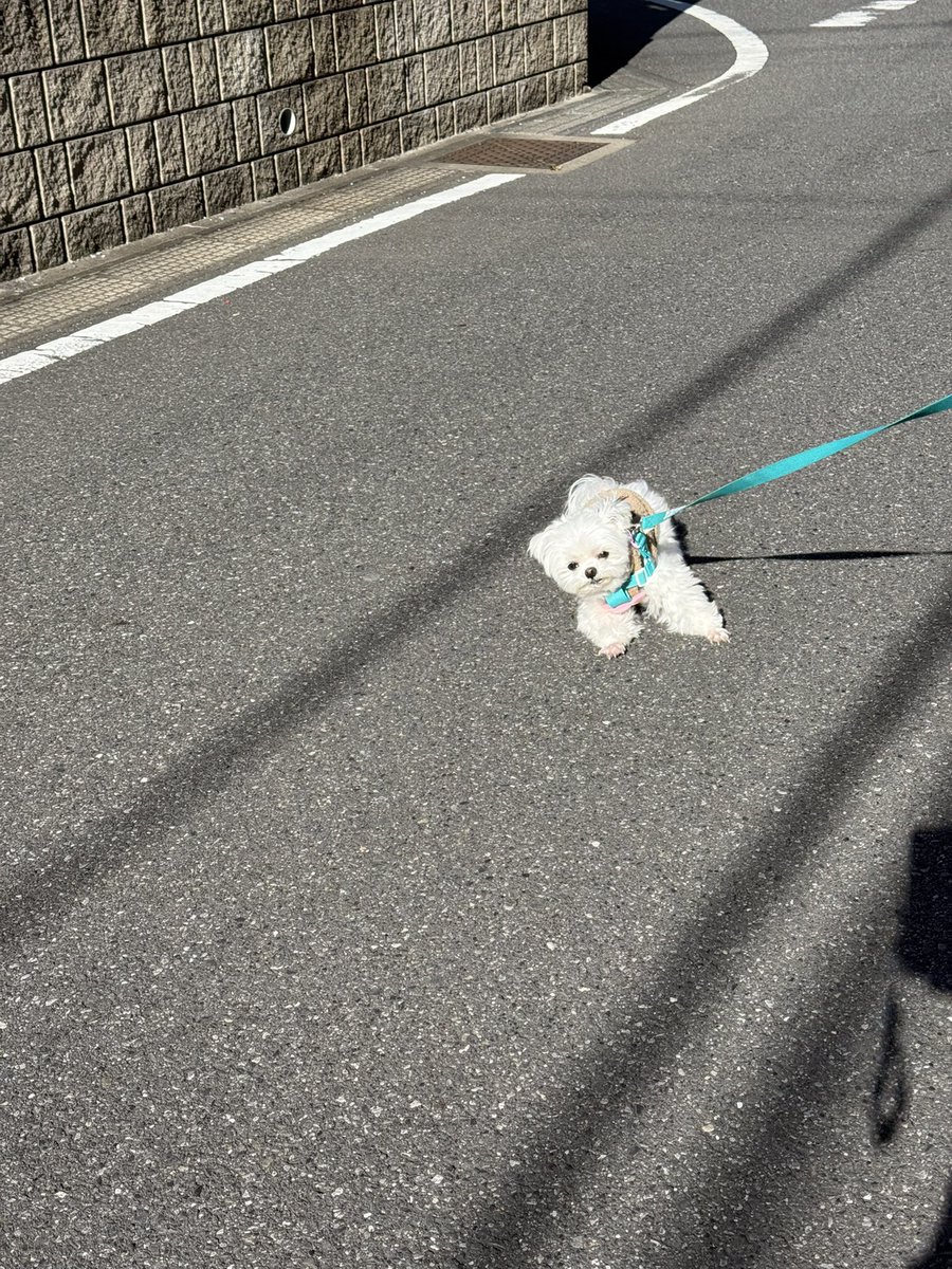 arlo0520's tweet photo. うちのｲｯﾇ我が強過ぎて揉める https://t.co/cooSaInyW7